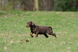 DOBERMANN 297